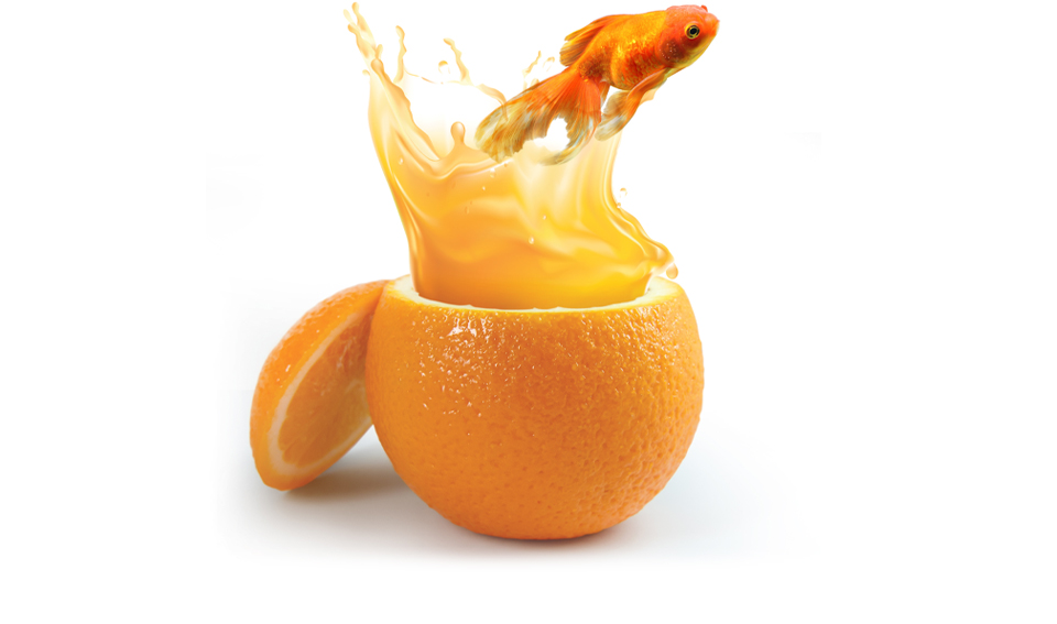 Goldfisch springt aus der Orange
